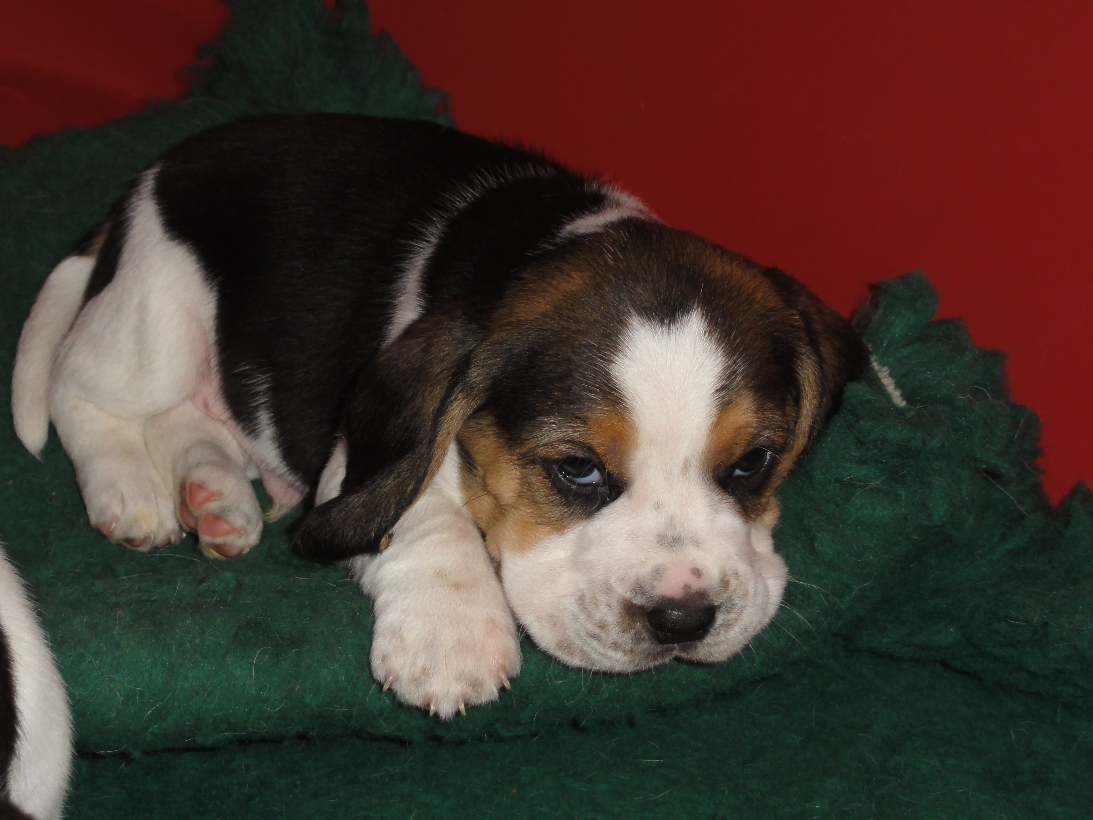 chiot beagle mâle