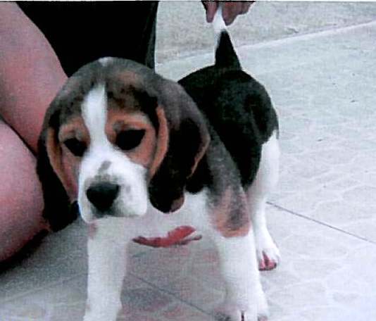 chiot beagle