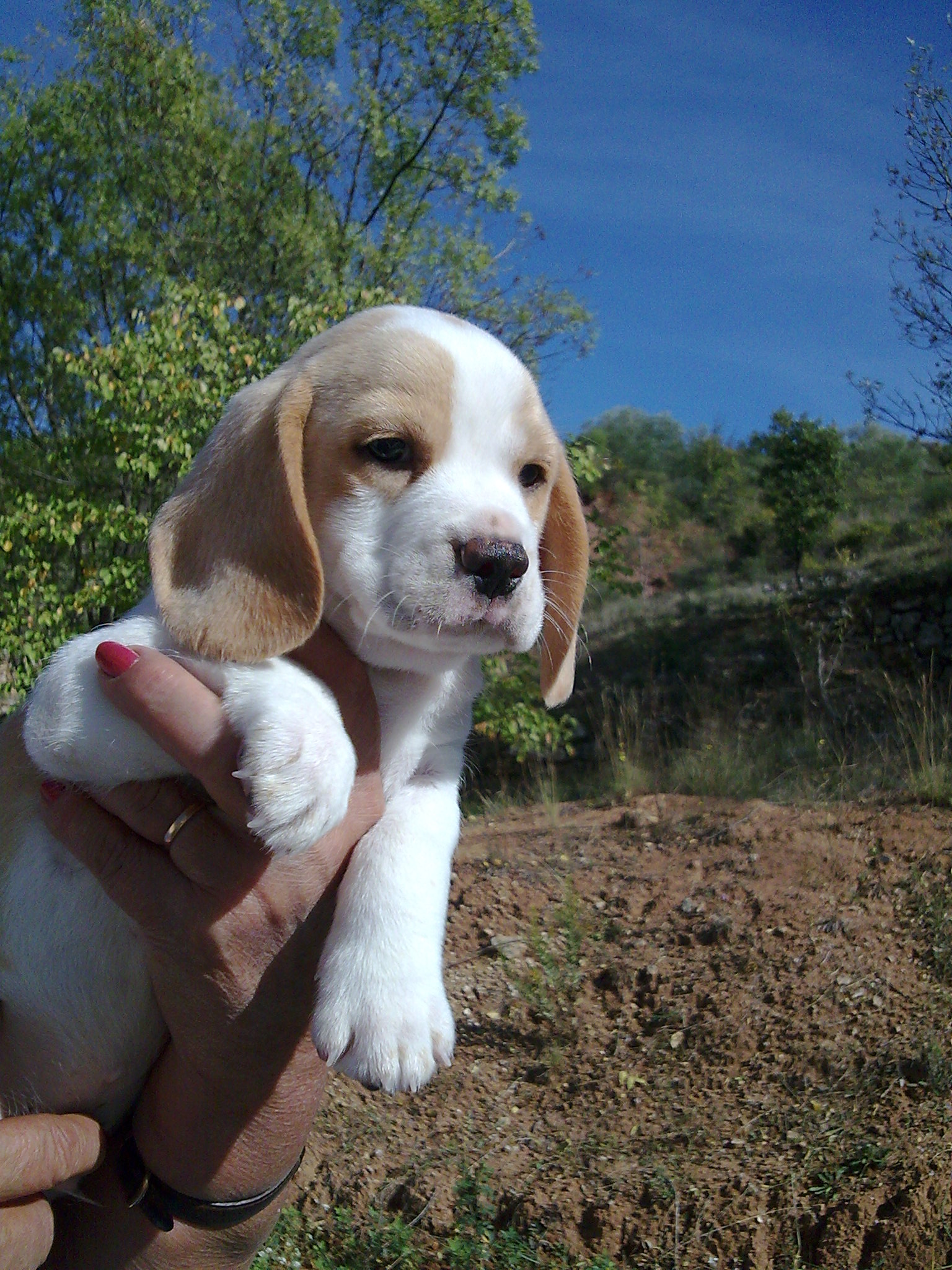 chiot beagle femelle