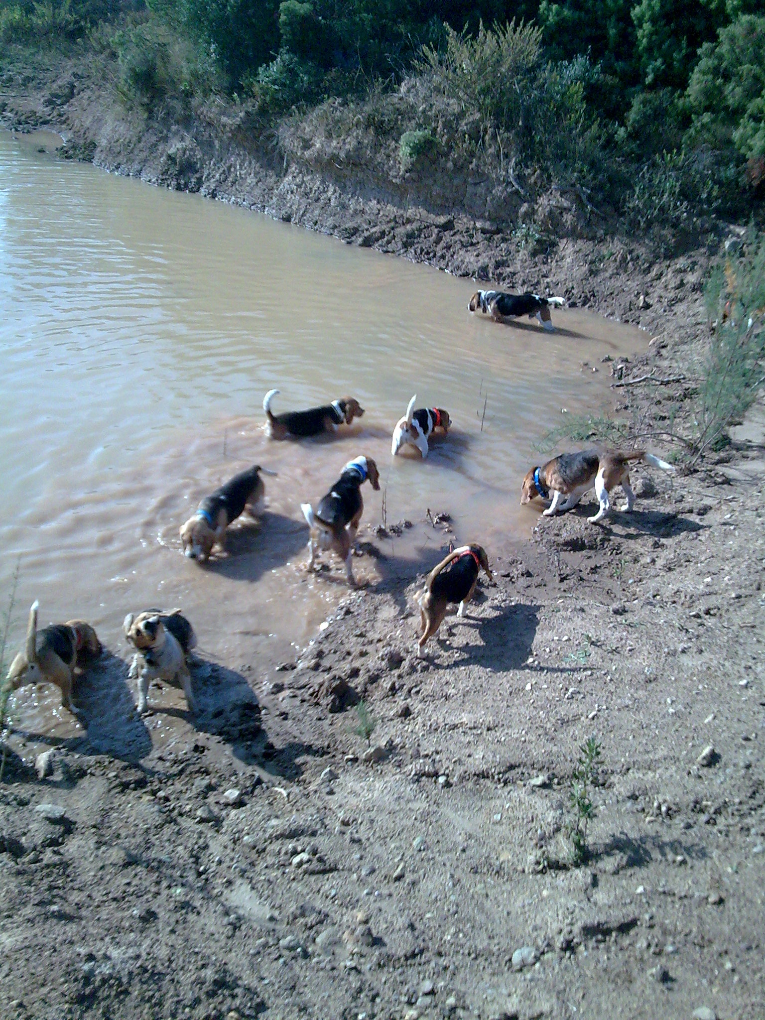 meute de beagle